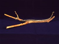 藏品(赤尾青竹絲)的圖片